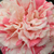 Rdeče - belo - Vrtnica čajevka - Philatelie